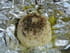 Fromages de ch�vre chaud au barbecue