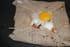 Galette bretonne