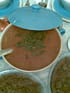 Chorba frik (soupe de bl� concass�)