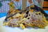 Timbale de p�tes aux aubergines