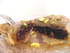 Pastilla au chocolat, fruits secs et caramel