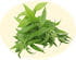 Verveine