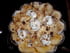 Charlotte de pain au fromage blanc et fruits 