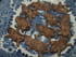 Petits sabl�s au chocolat