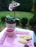 Madeleines au th� vert