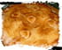 Galette noisettes et abricot curd