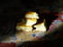 Broy� du Poitou