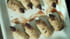 Doigts pour l ap�ro