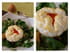 Oeuf souffl� sur un nid de verdure