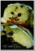 Brioche escargot choco-pistache