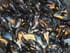 Moules � la cr�me