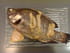 Tilapia brais�