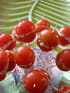 Sucettes tomate fraicheur