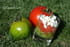 Duo de tomates et concass�e de feta