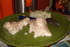 Loup poch�