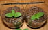 Verrine d Orient : perles chocolat vanille