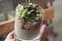 Panna cotta d asperges, fromage de ch�vre au saumon