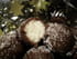Bouch�es � la noix de coco, light ou sucr�e