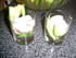 Verrine de poulet et courgette