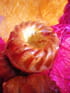 Petits cakes au jambon et aux pistaches