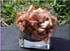 Salade de poulpe