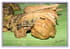 Fricass�e de chapon aux morilles 